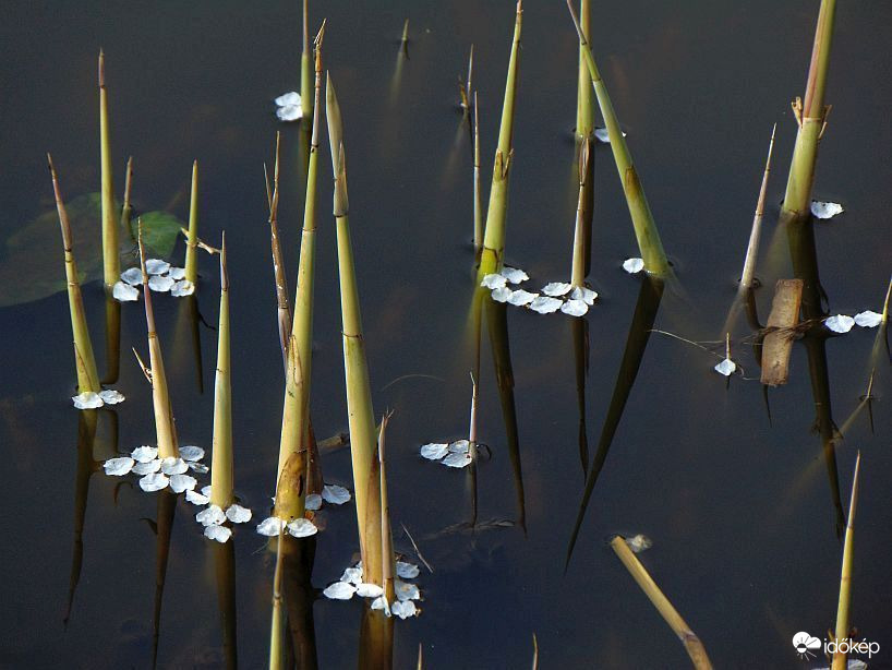 Virágszirmok között