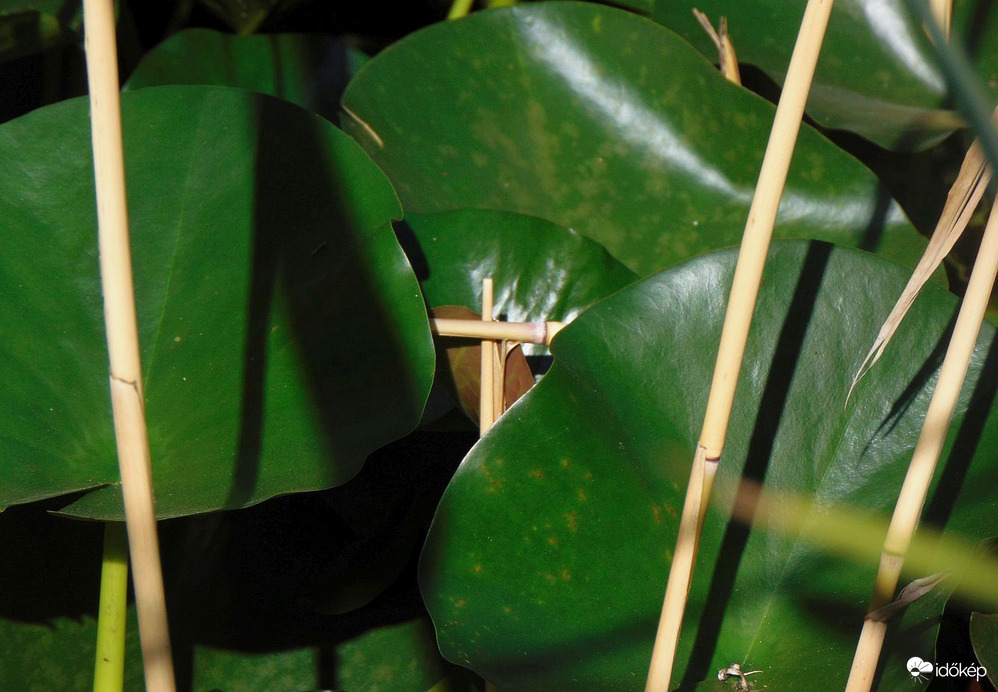 Mai történet a tündérrózsás tónál (3)