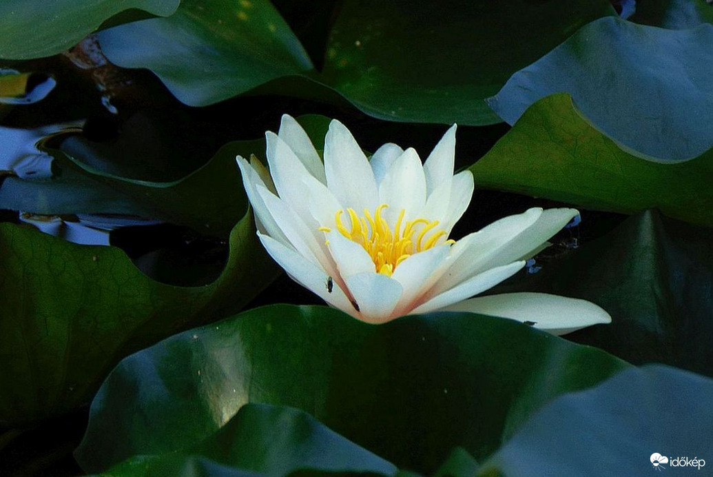 Az utolsó tündérrózsa