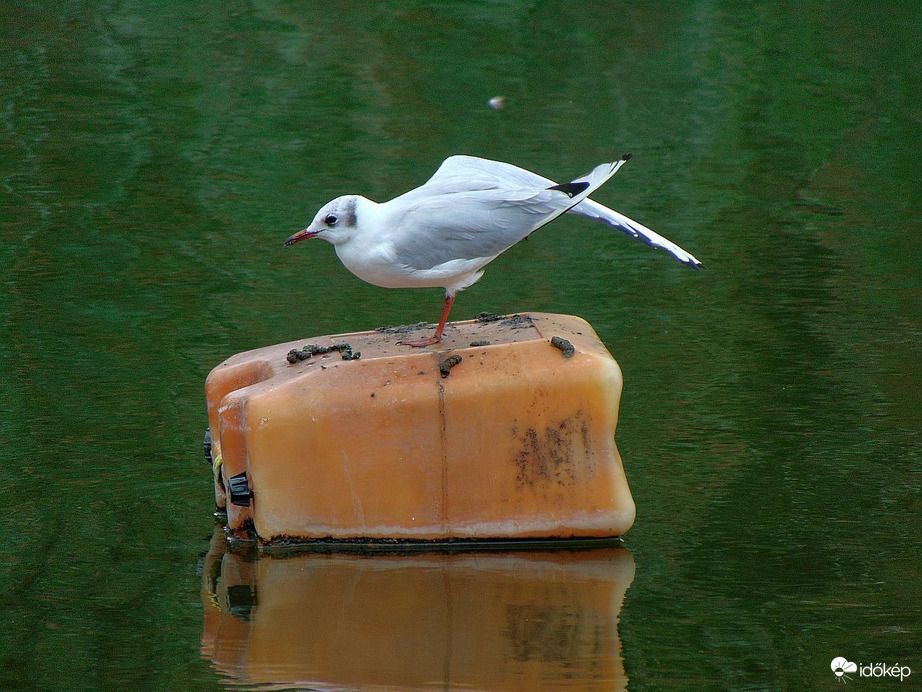 Edzés a "kondi kannán"!