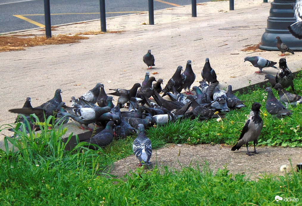 Útszéli galambok (2)