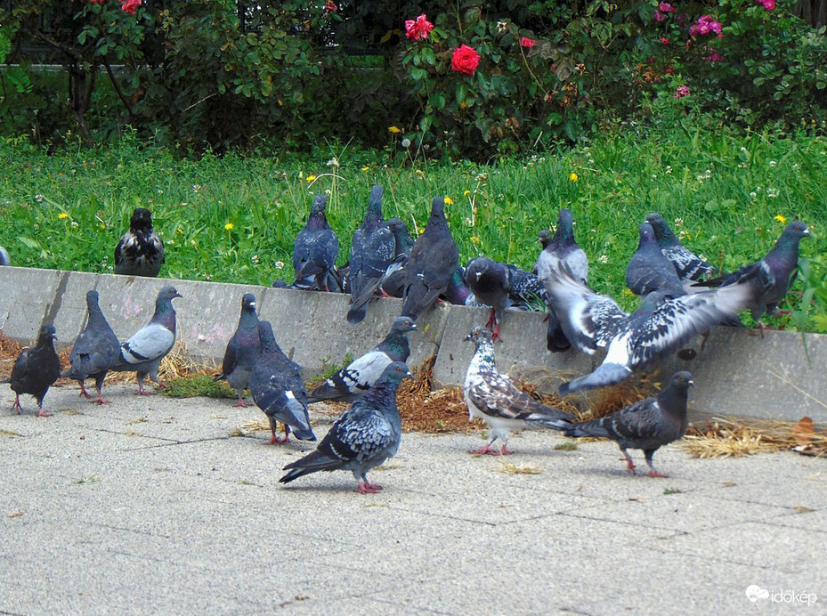 Útszéli galambok (4)