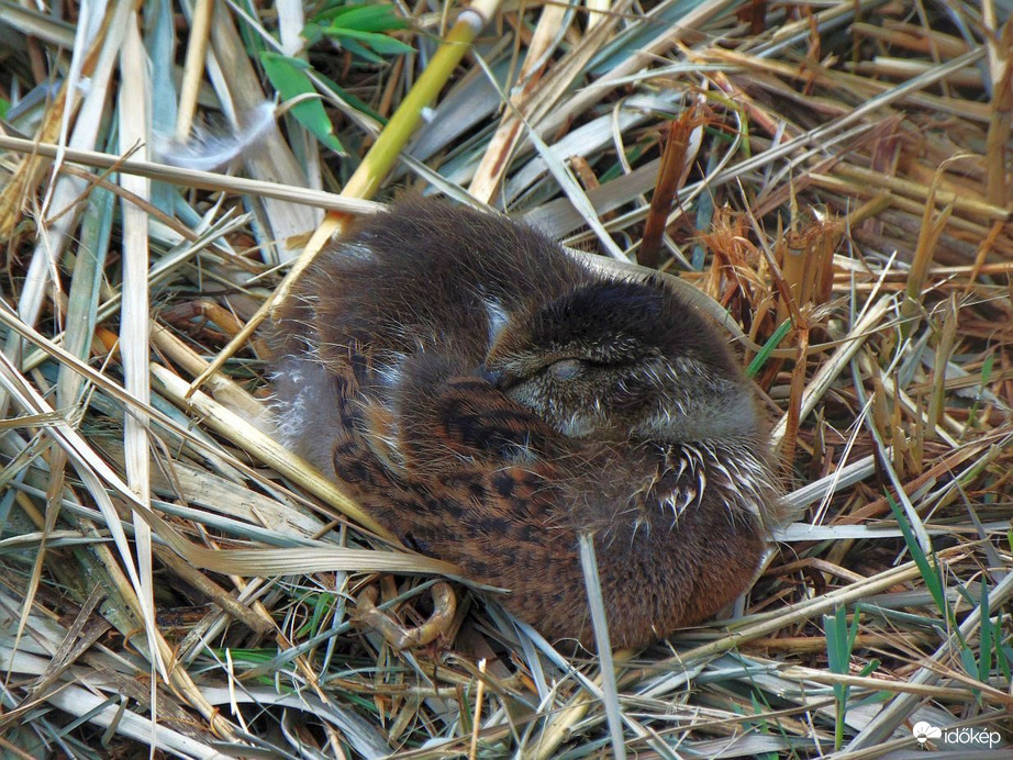 Hűvös, esős idő volt a mai