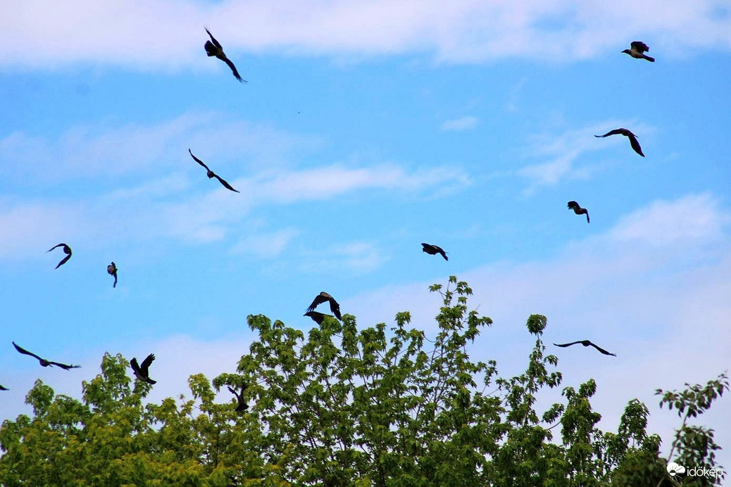 Budapest XI. kerület