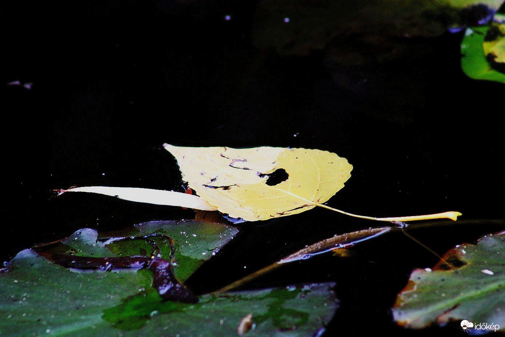 A Tündérrózás tónál