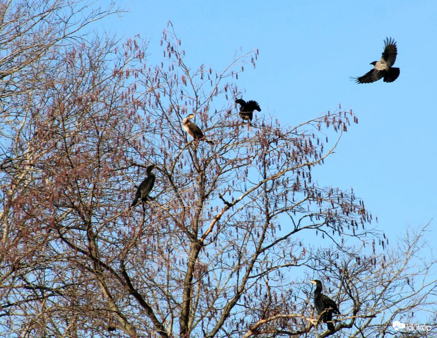 Kormoránok-dolmányosok