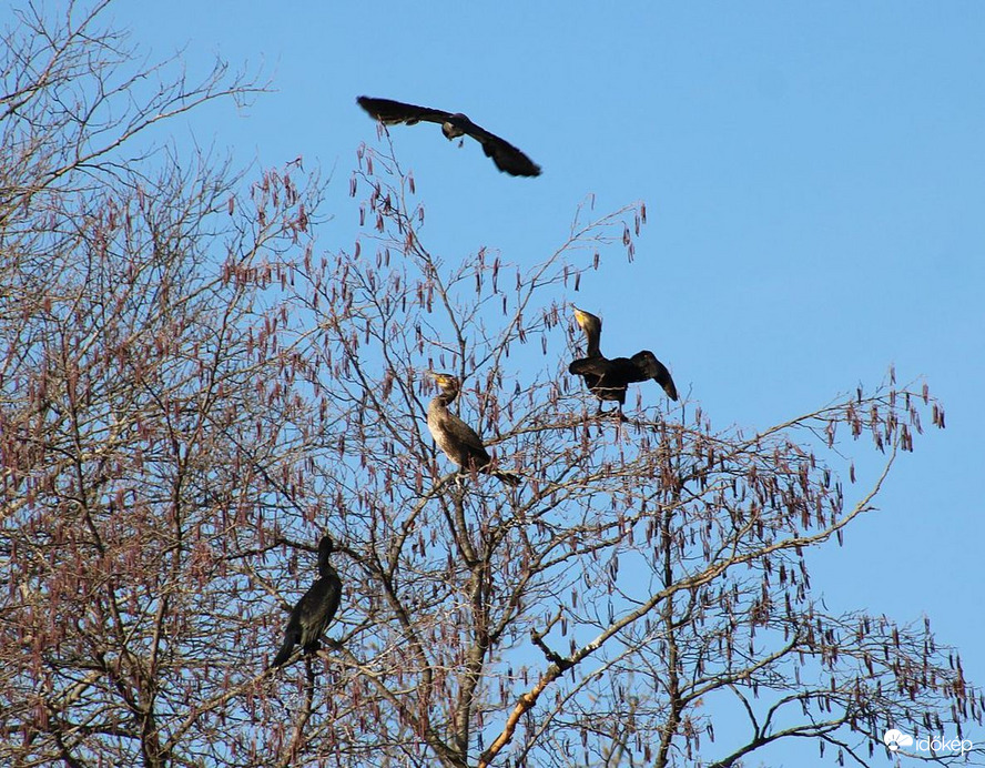Kormoránok-dolmányosok