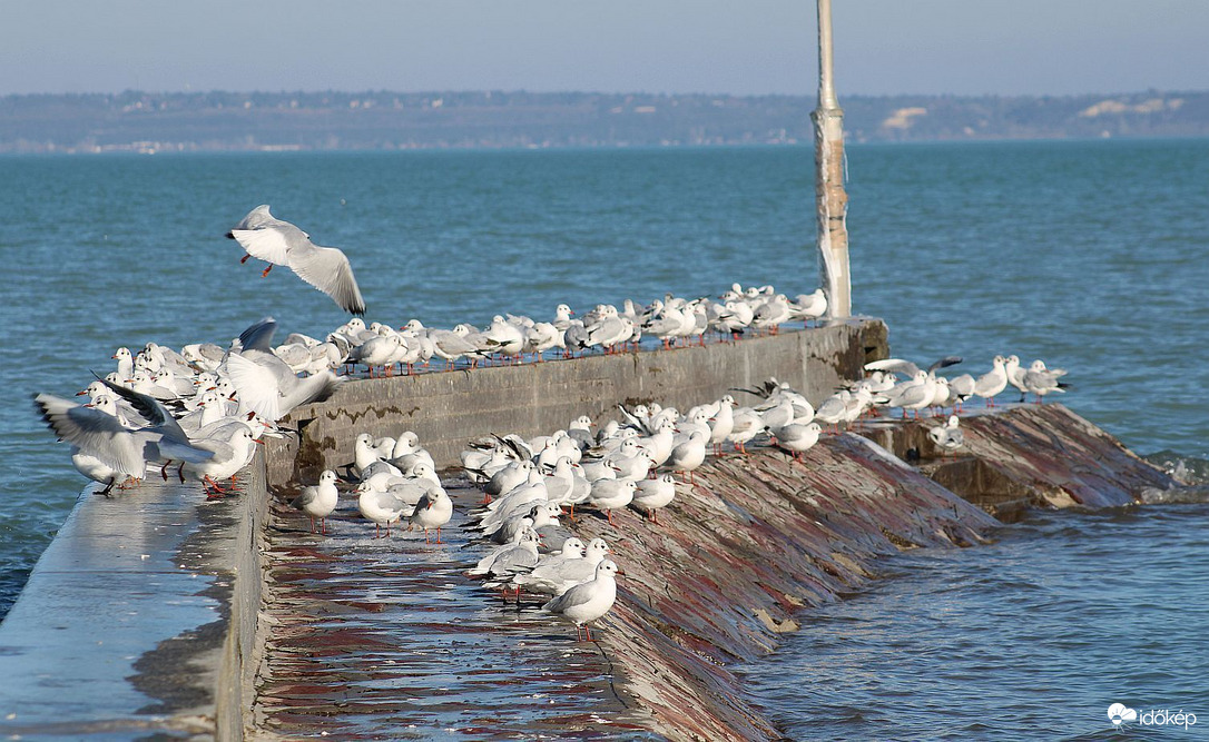 "Sirályhajó utasai"