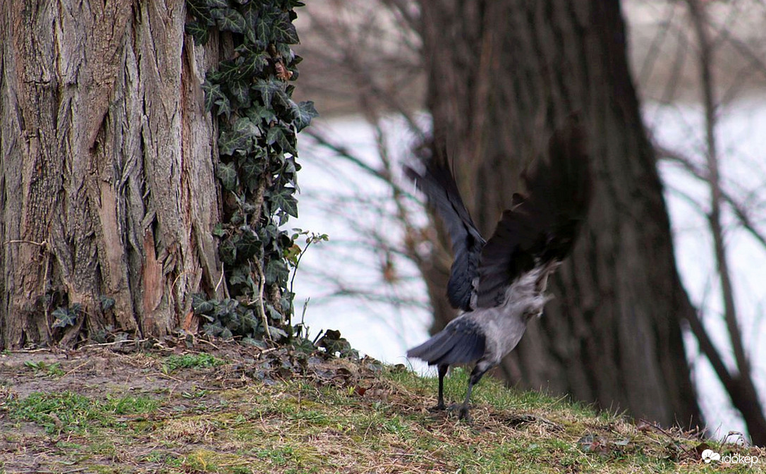 Dolmányos nap képei (2)