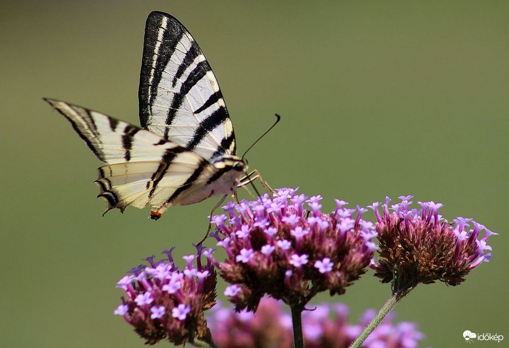 Mai modell - kardoslepke