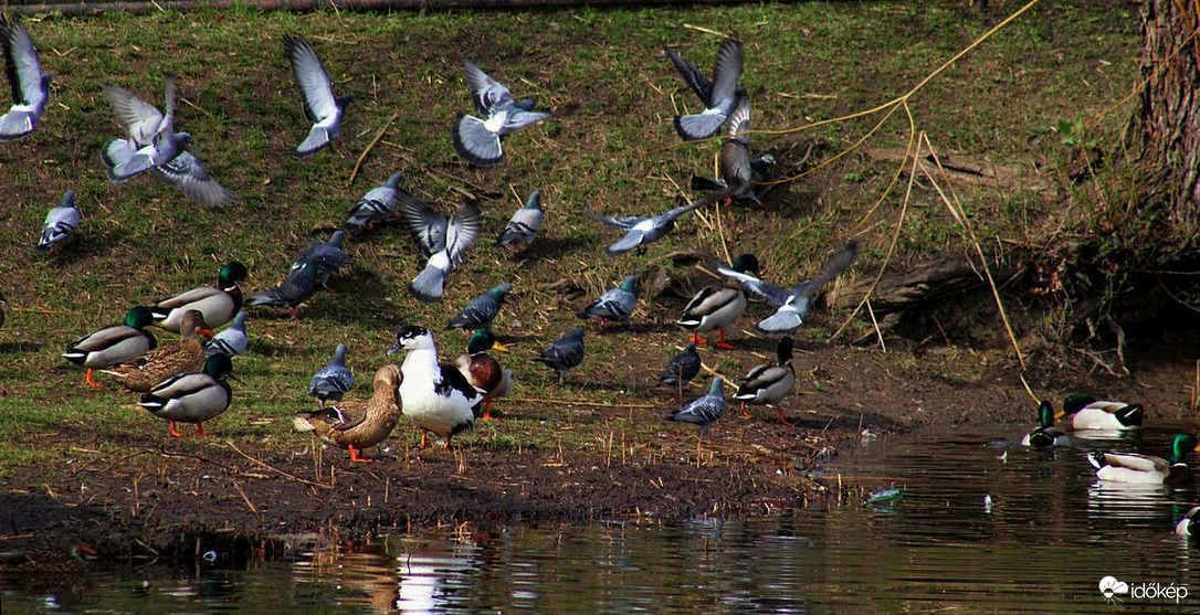 Vegyes társaság...