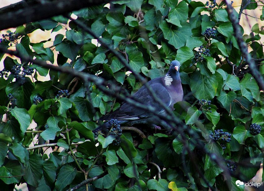 Örvöske a gondos gazda
