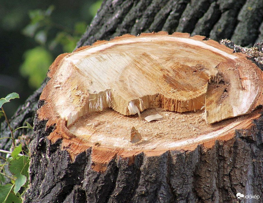 Pillangó a "porondon"..