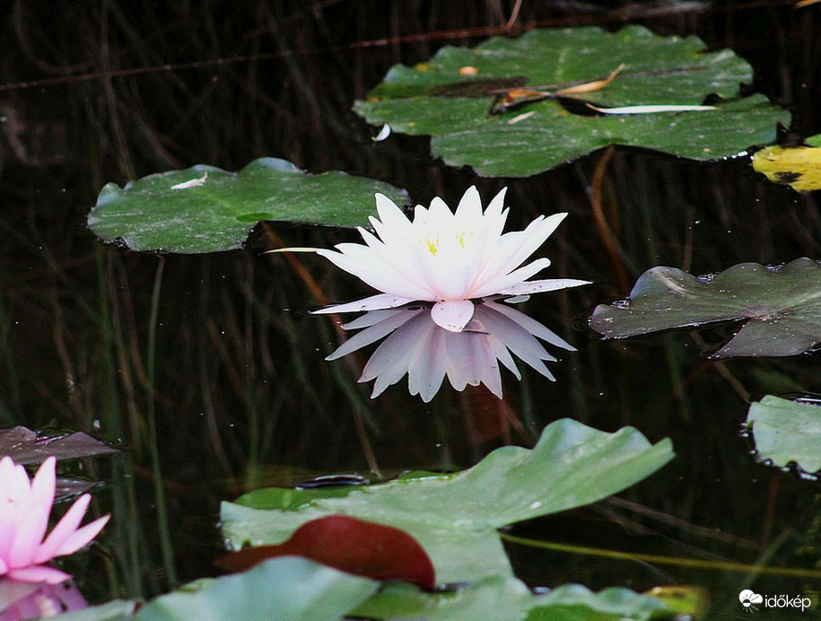 Elvarázsolt tündérrózsa