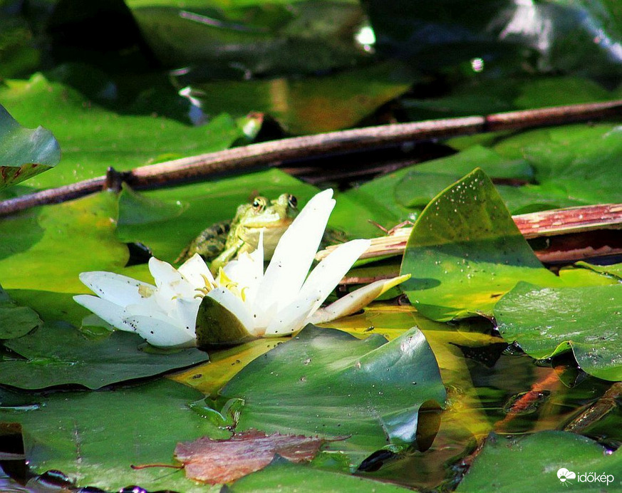 Várakozó állásponton..