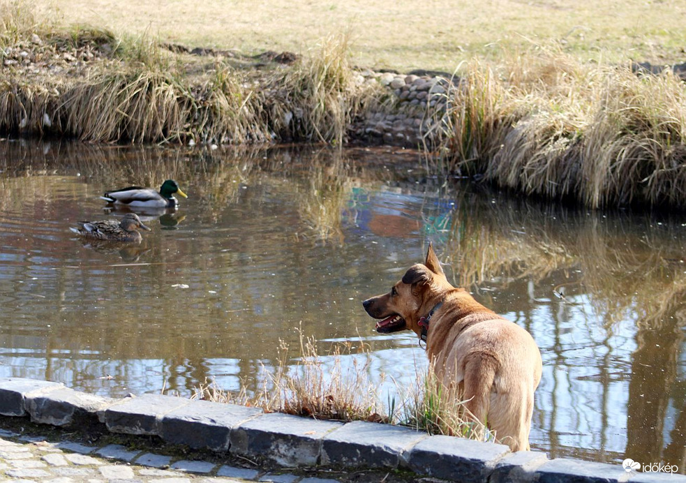 Váratlan találkozás