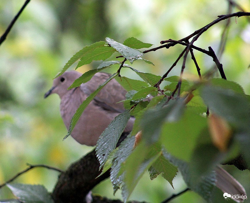 Budapest XI. kerület