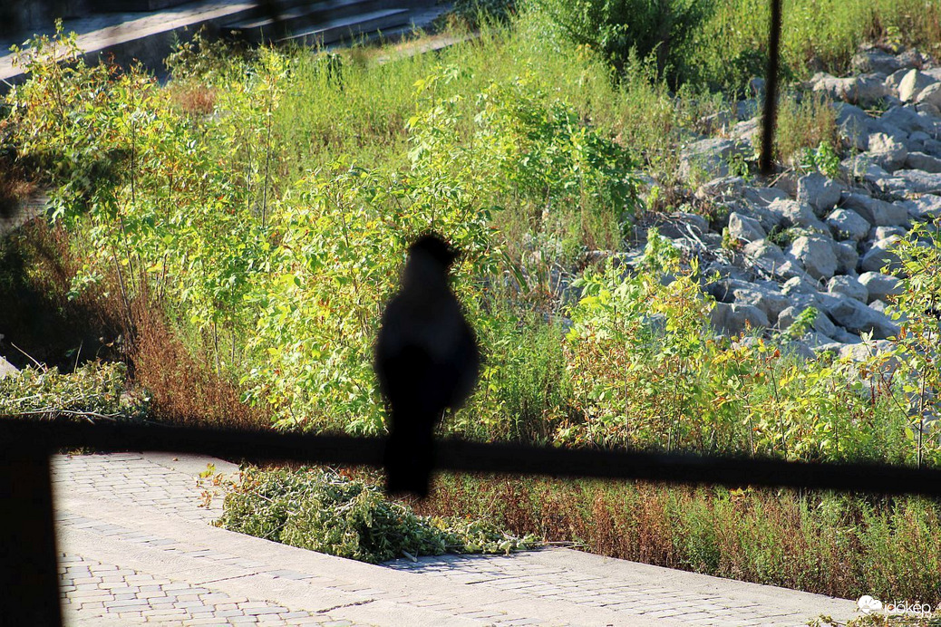 A forróság őre...