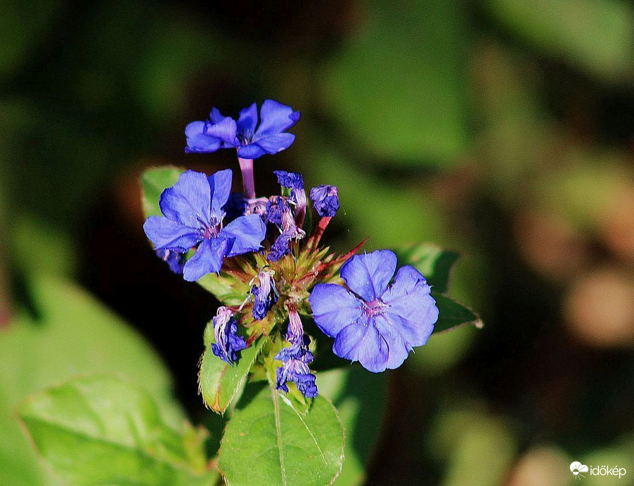 A végsőkig kitartó