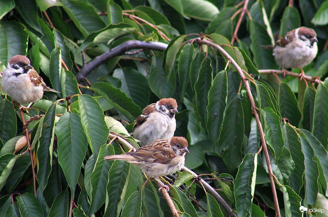 Engedékeny "csipet csapat"