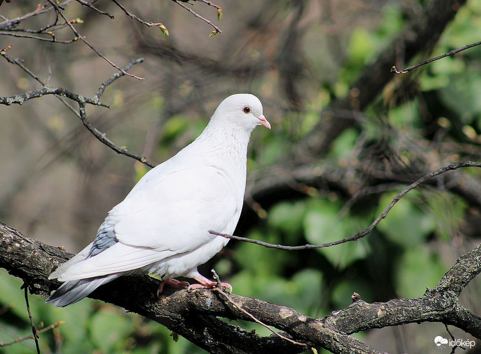 Fehér galamb
