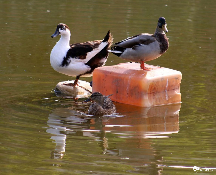 Jelenetek a "kedvelt helyen" (1)