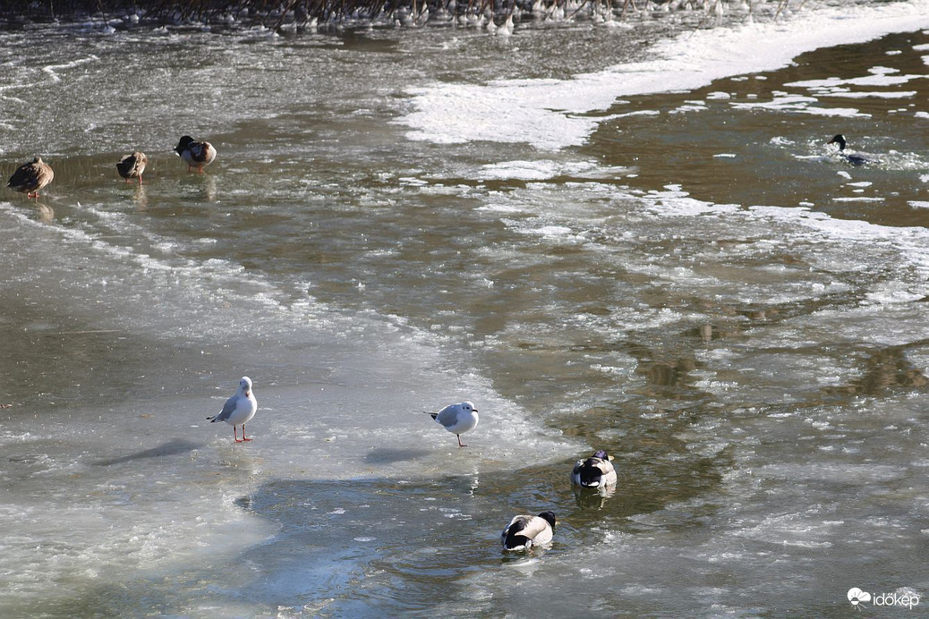 Élet a jég hátán
