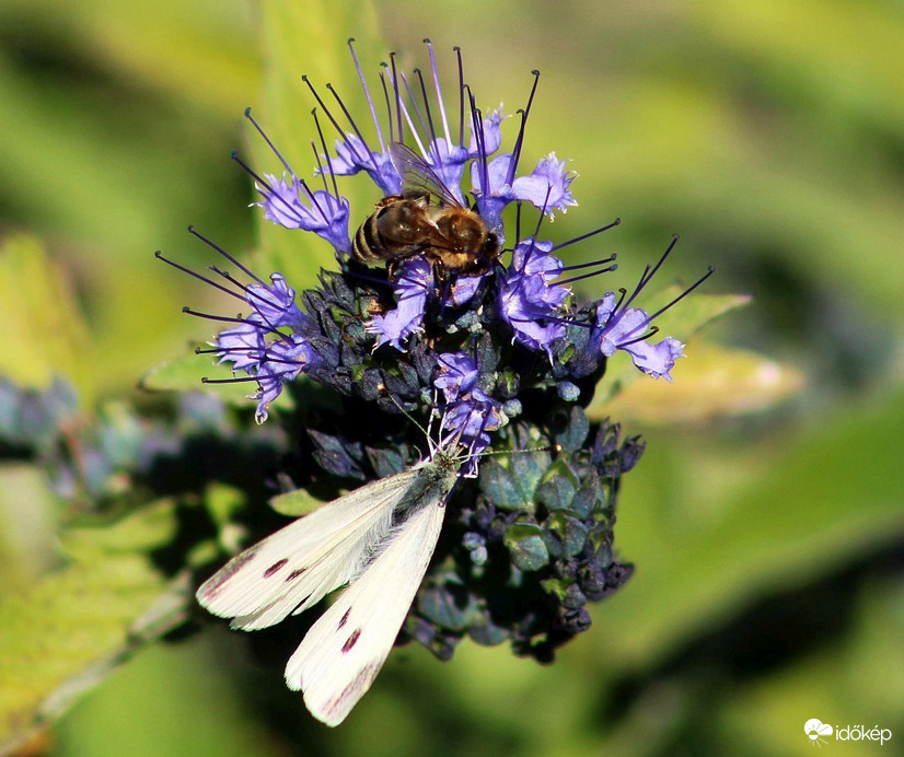Békés egymás mellett élés