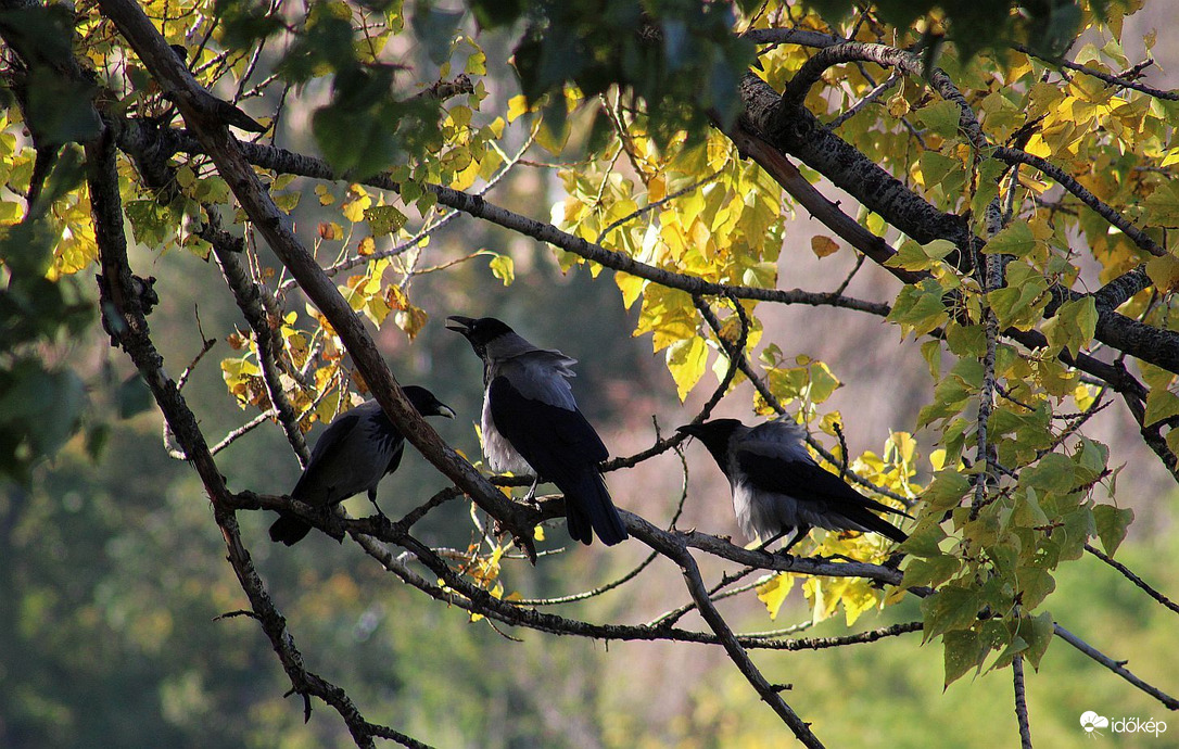 Akinek nem jutott falat