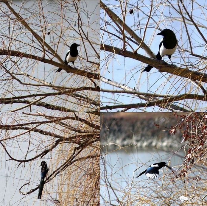 Szarkák egymás között