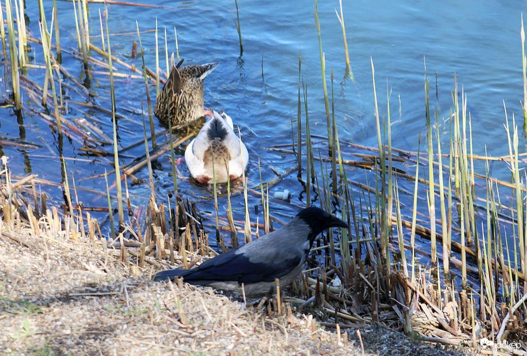 Meghiusult társalgás