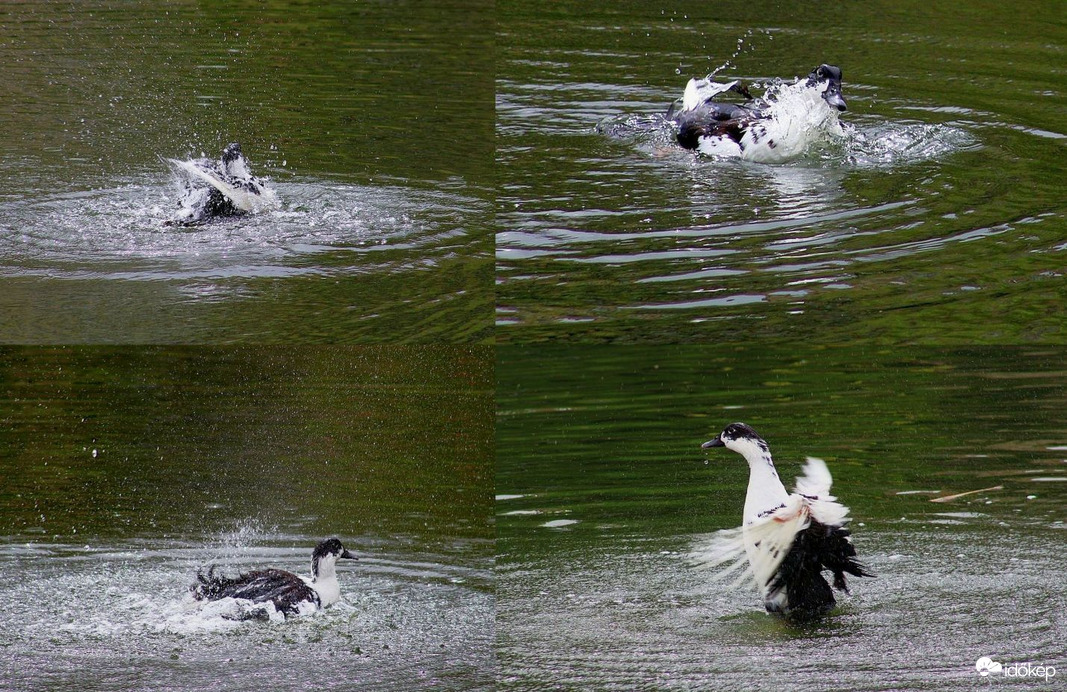 "A pancsoló kislány"