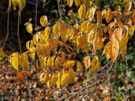 Sárga a domináns szín