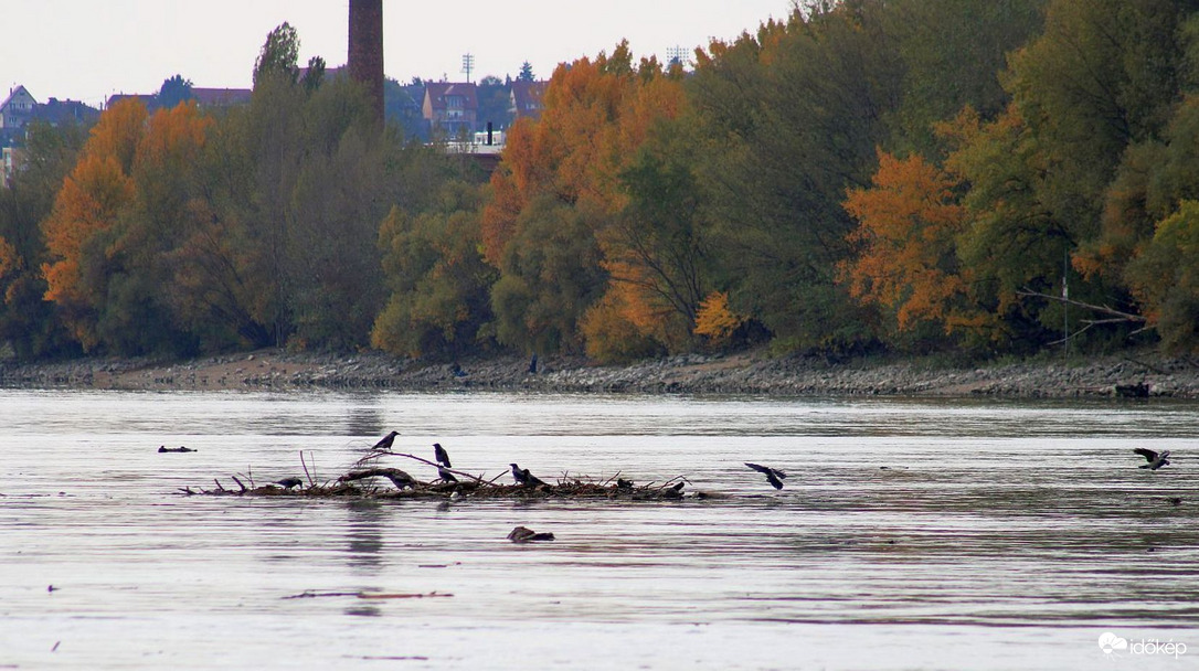 Alkalmi tutaj matrózai