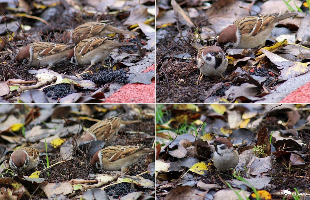 Csipet Csapat terepen