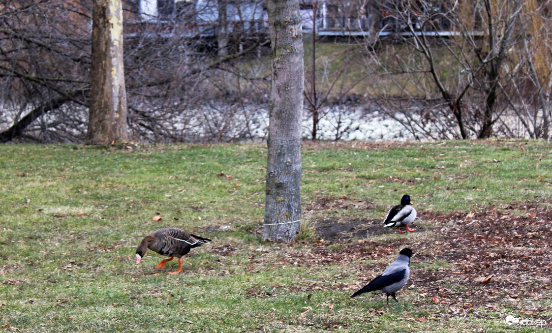 Üdvözlet Lilikétől