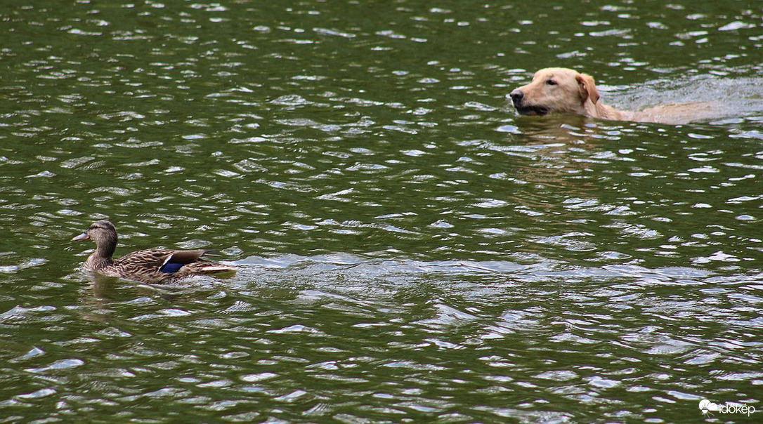 Úszhatunk versenyt is!