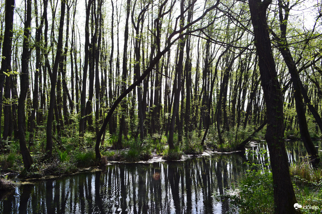 Mézgás égerfák / Black alders