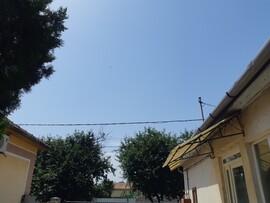 Polgár