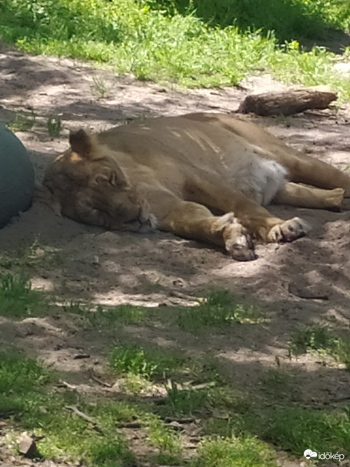 Ahogy alszik az oroszlán 