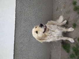 Ez az én kutyám ahogy fürdik