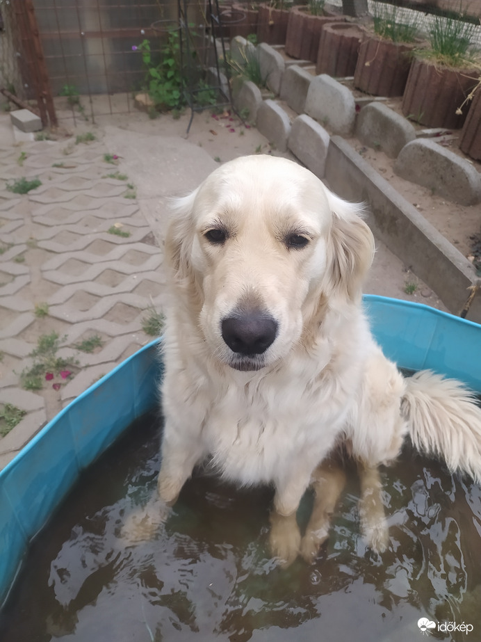 Ahogy fürdik az én kutyám 