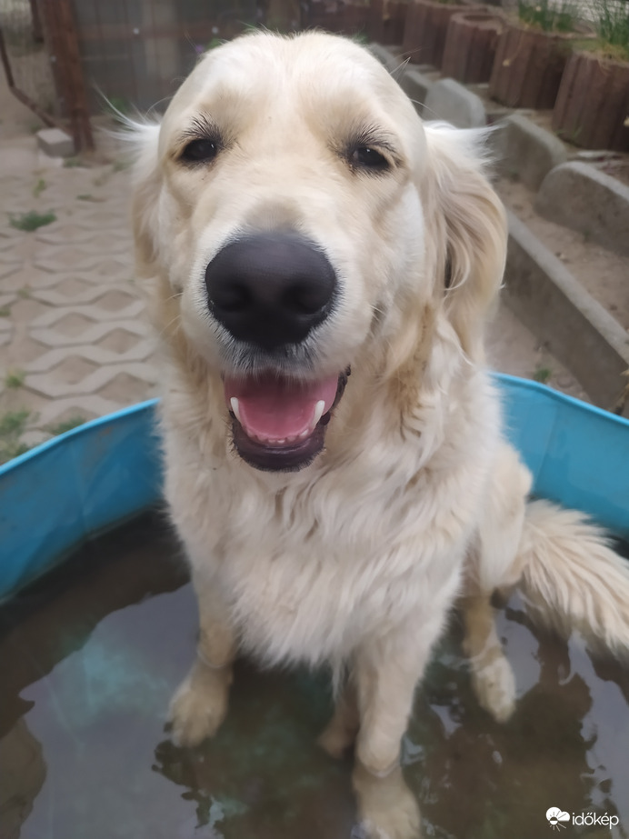 Ahogy fürdik az én kutyám 