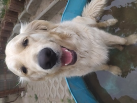 Ahogy fürdik az én kutyám 