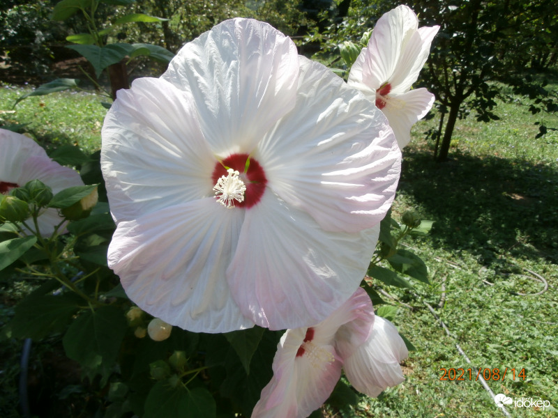 Hibiszkusz