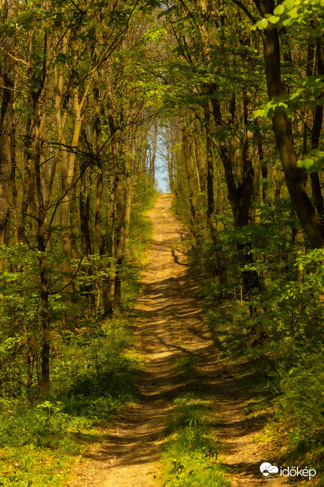 Természet