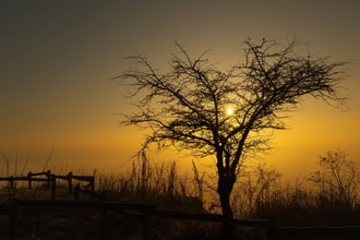 Csak egy fa a napfelkeltében...