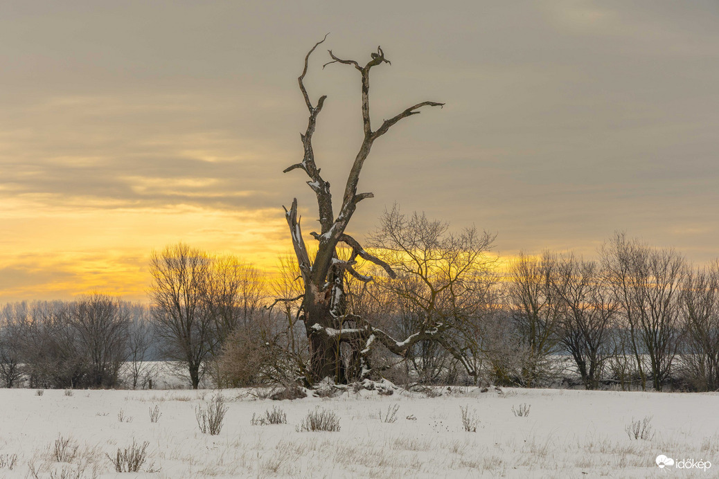 "A fák állva halnak meg"