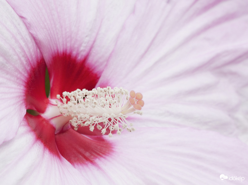 Hibiszkusz