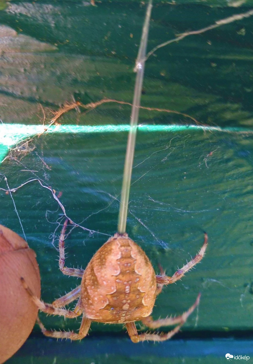 Hatalmas keresztespók